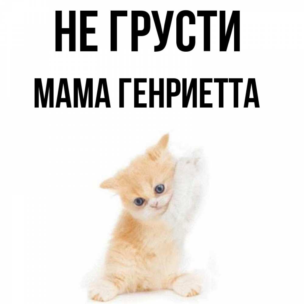 Открытка на каждый день с именем, Мама-Генриетта Не грусти просящий кот Прикольная открытка с пожеланием онлайн скачать бесплатно 