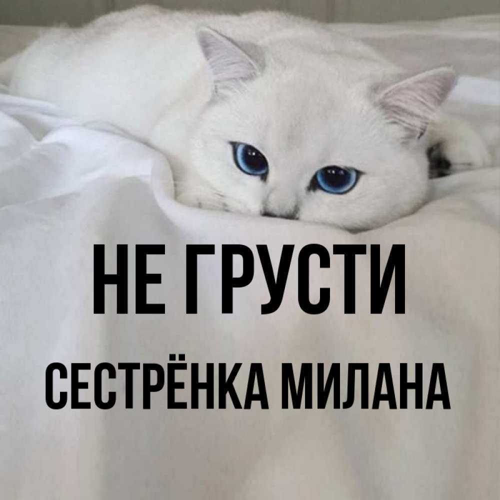 Открытка на каждый день с именем, Сестрёнка-Милана Не грусти Голубоглазая кошка Прикольная открытка с пожеланием онлайн скачать бесплатно 