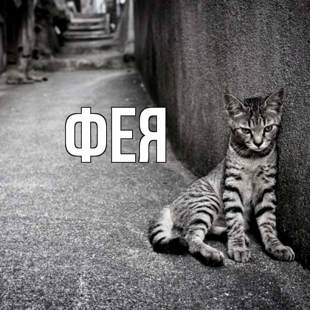 Открытка на каждый день с именем, Фея Главная одиноко котику Прикольная открытка с пожеланием онлайн скачать бесплатно 