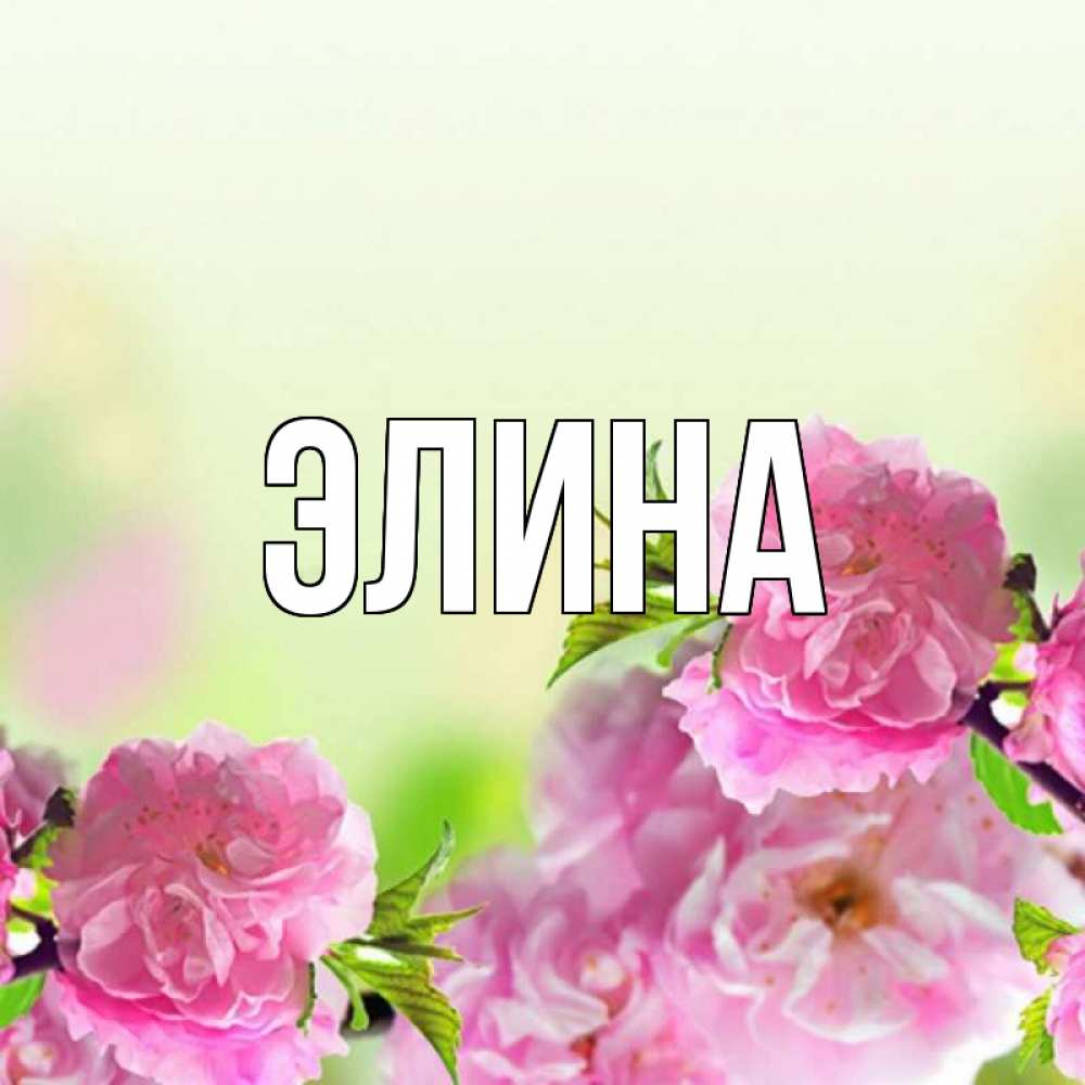Открытка на каждый день с именем, Элина Главная цветы Прикольная открытка с пожеланием онлайн скачать бесплатно 