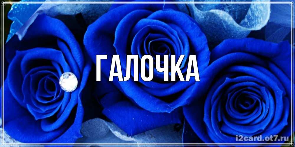 Открытка на каждый день с именем, Галочка Главная синие розы в росе Прикольная открытка с пожеланием онлайн скачать бесплатно 
