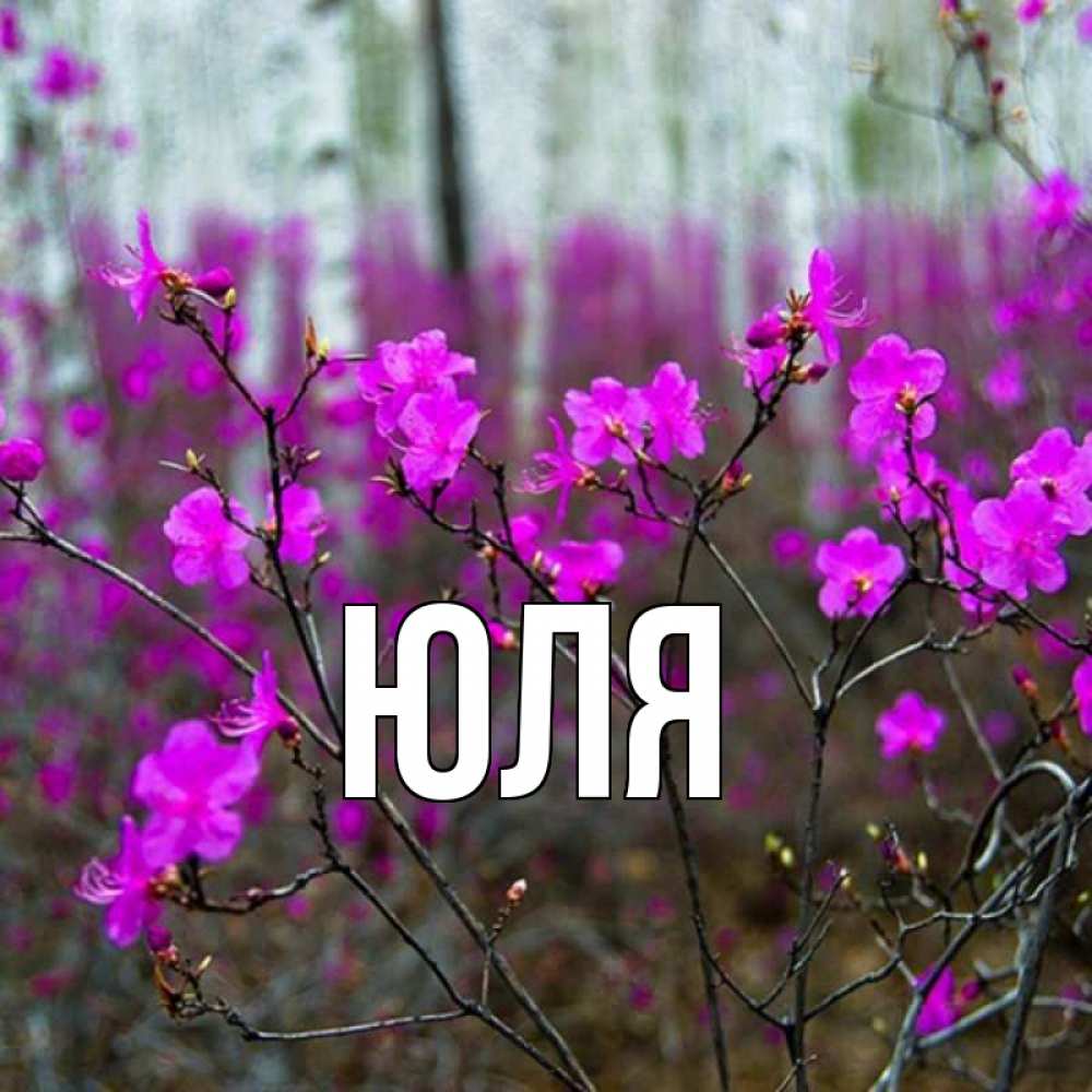 Красивая картинка с именем юля, дню милиции прикольные