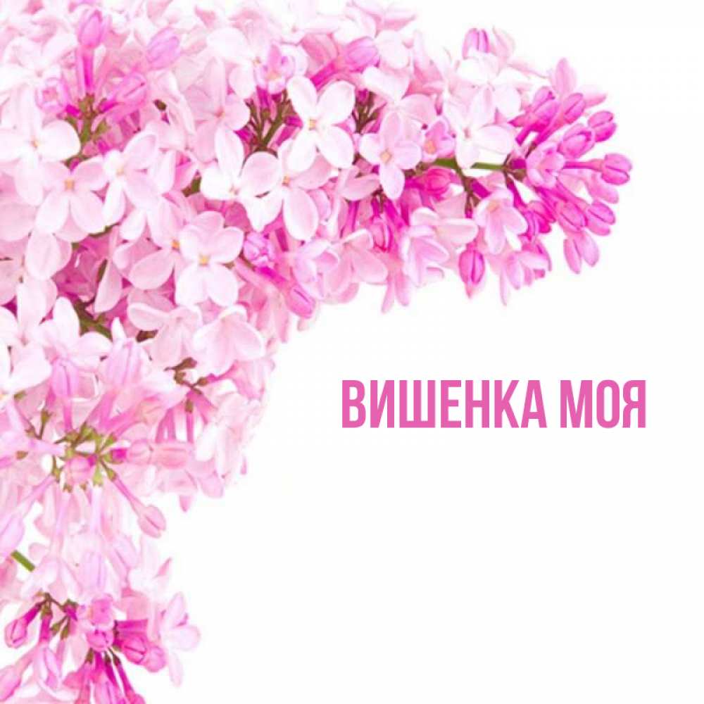 Вишня багряная. Имя вишня. Сорт черешни ленинградская гвардейская. Вишня картинка. Имя вишня.