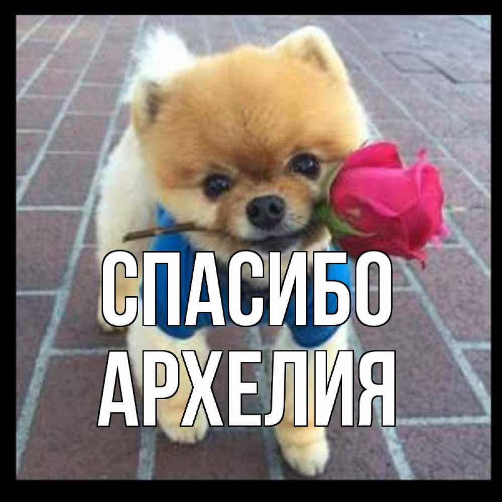 Открытка на каждый день с именем, Архелия Спасибо спасибо и дарю тебе цветок Прикольная открытка с пожеланием онлайн скачать бесплатно 