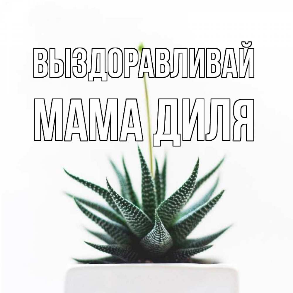 Открытка на каждый день с именем, Мама-Диля Выздоравливай короче это непонятная колючка Прикольная открытка с пожеланием онлайн скачать бесплатно 