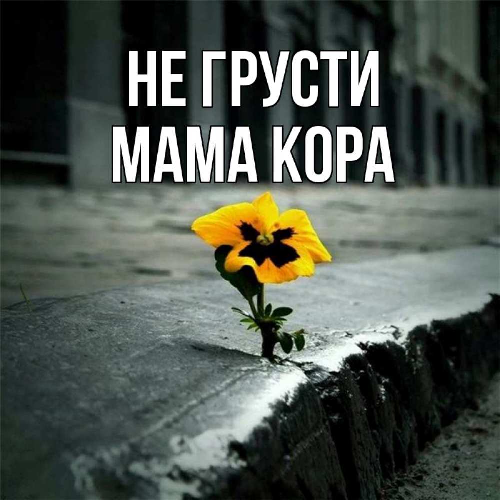 Открытка на каждый день с именем, Мама-Кора Не грусти не сдавайся Прикольная открытка с пожеланием онлайн скачать бесплатно 
