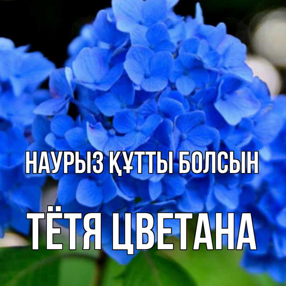 Открытка на каждый день с именем, Тётя-Цветана Наурыз құтты болсын синие цветы Прикольная открытка с пожеланием онлайн скачать бесплатно 
