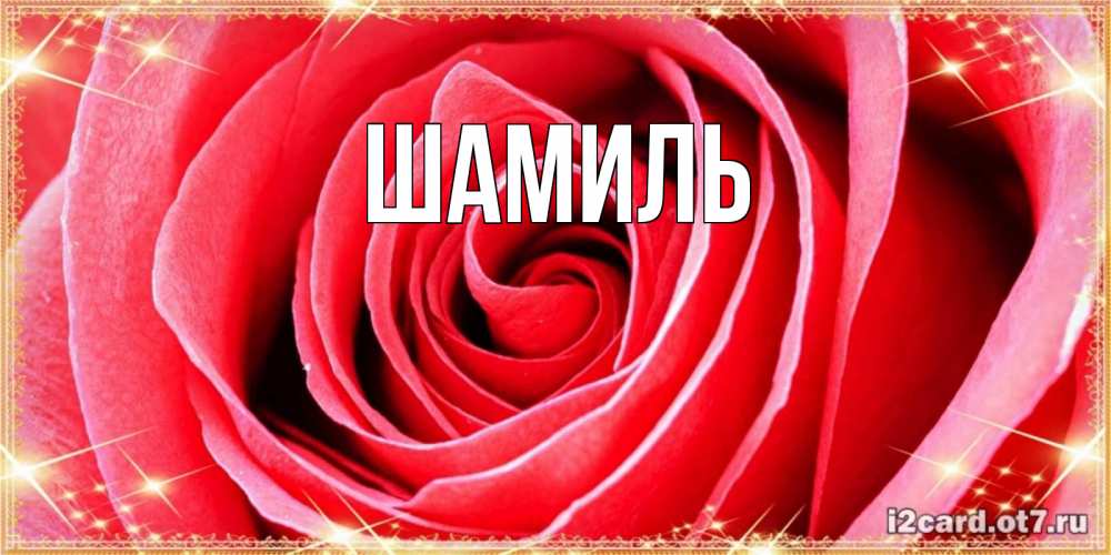 Открытка на каждый день с именем, Шамиль Главная розовая роза очень крупный бутон Прикольная открытка с пожеланием онлайн скачать бесплатно 