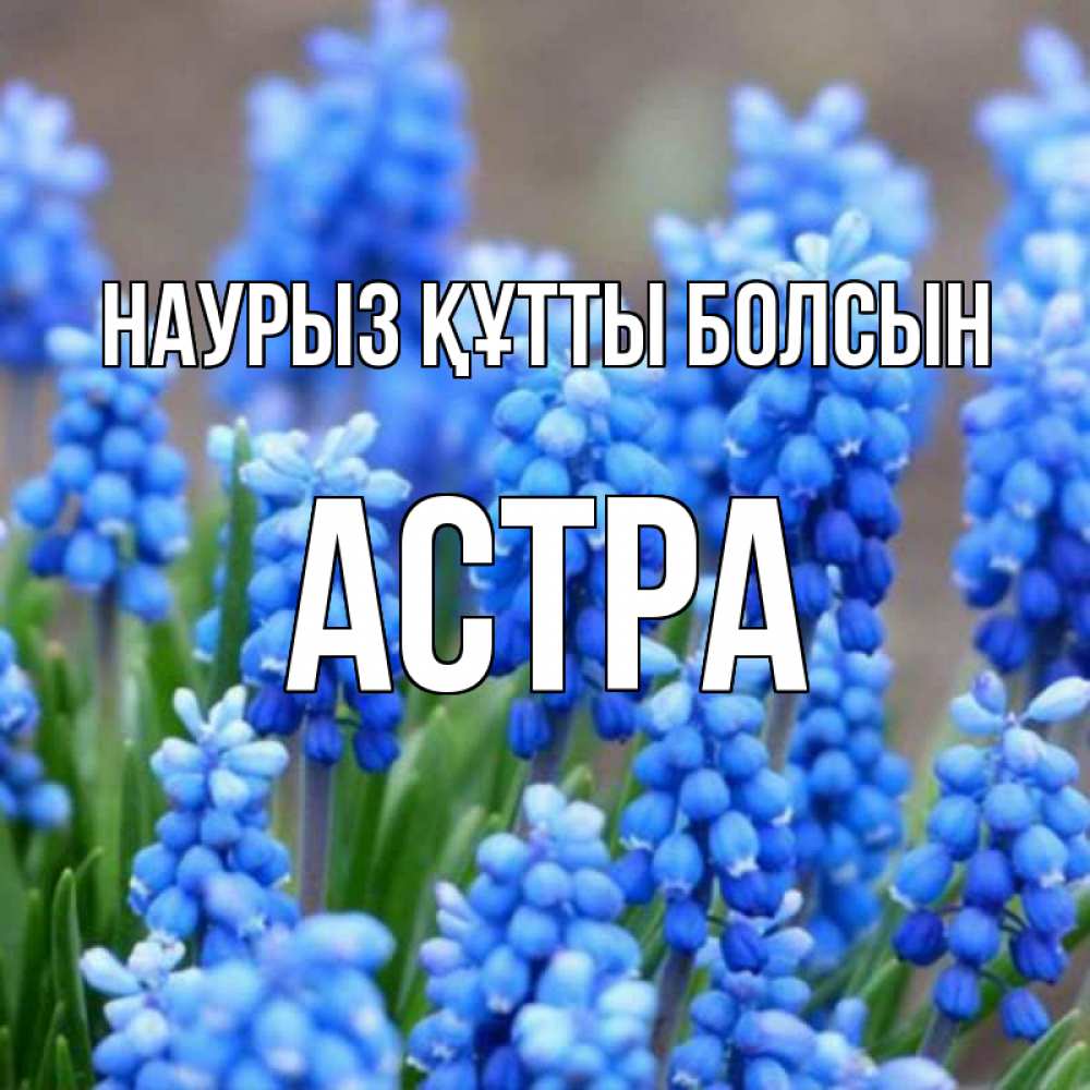 Открытка на каждый день с именем, Астра Наурыз құтты болсын Поздравительная открытка для женщин с цветами на праздничную дату Прикольная открытка с пожеланием онлайн скачать бесплатно 