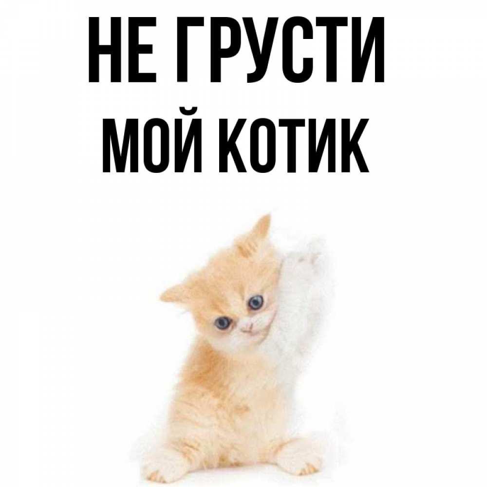 Название моего кота. Название моего кота