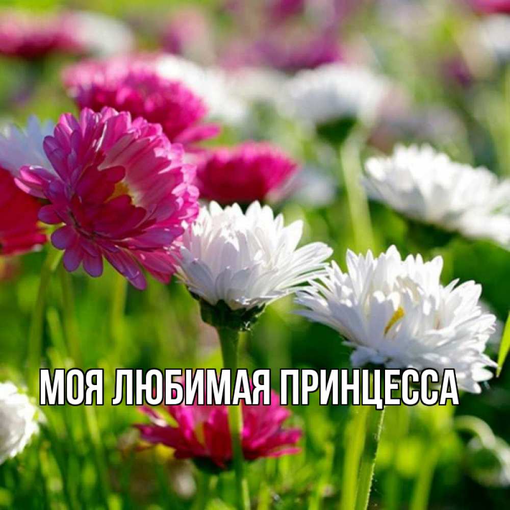 Открытка на каждый день с именем, Моя-Любимая-Принцесса Главная наурыз Прикольная открытка с пожеланием онлайн скачать бесплатно 
