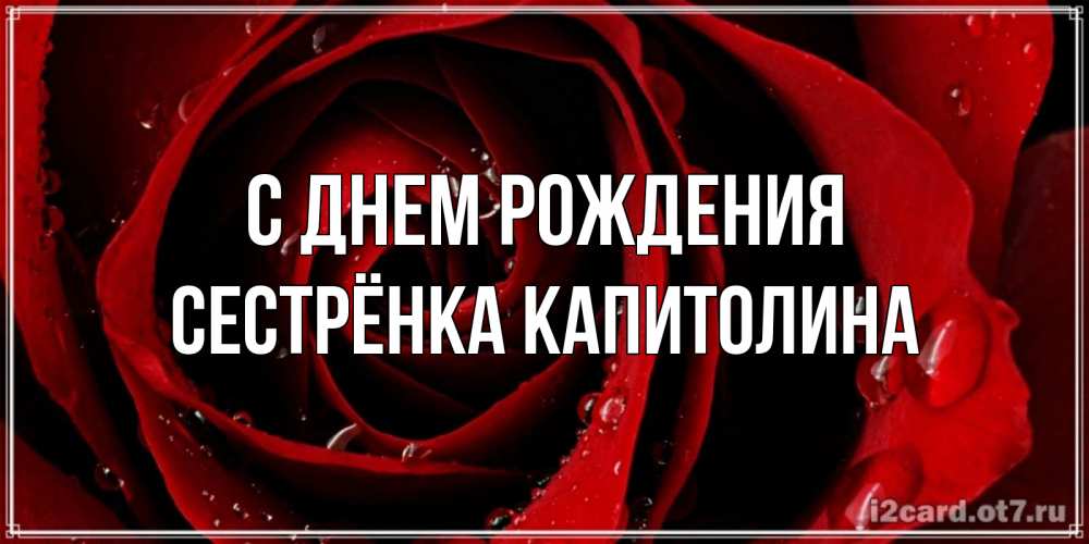 Открытка на каждый день с именем, Сестрёнка-Капитолина С днем рождения крупная бордовая роза Прикольная открытка с пожеланием онлайн скачать бесплатно 