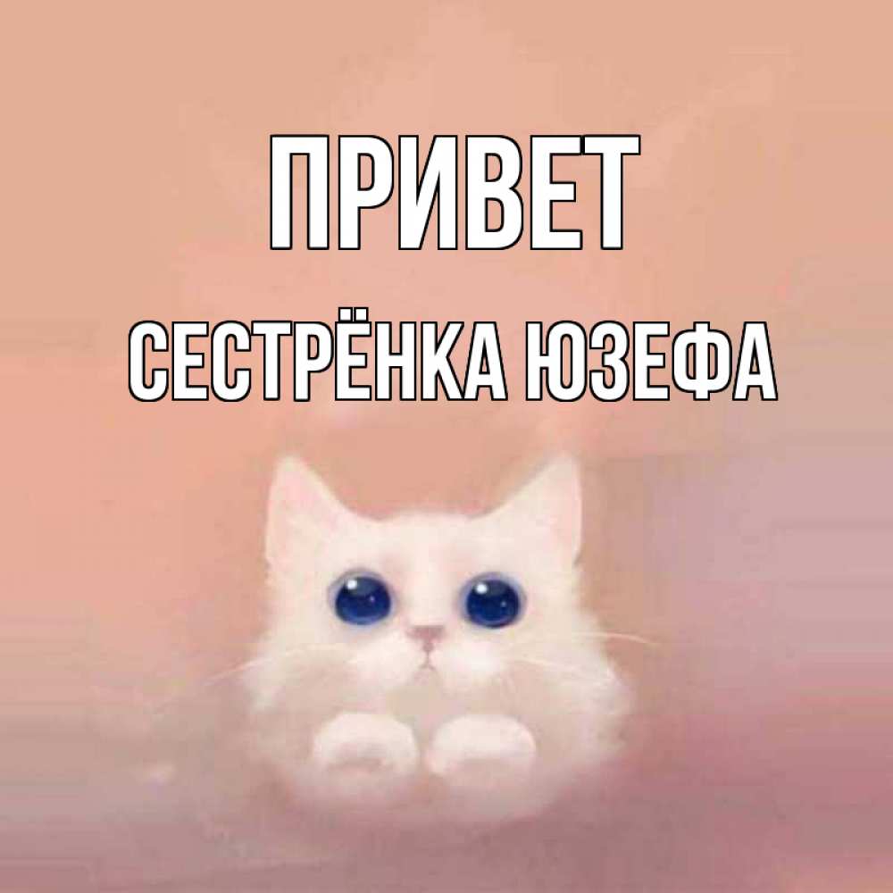 Открытка на каждый день с именем, Сестрёнка-Юзефа Привет котик белый в полете Прикольная открытка с пожеланием онлайн скачать бесплатно 