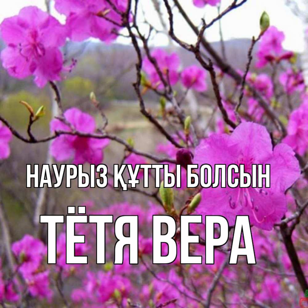 Открытка на каждый день с именем, Тётя-Вера Наурыз құтты болсын наурыз мейрамы кутты болсын Прикольная открытка с пожеланием онлайн скачать бесплатно 
