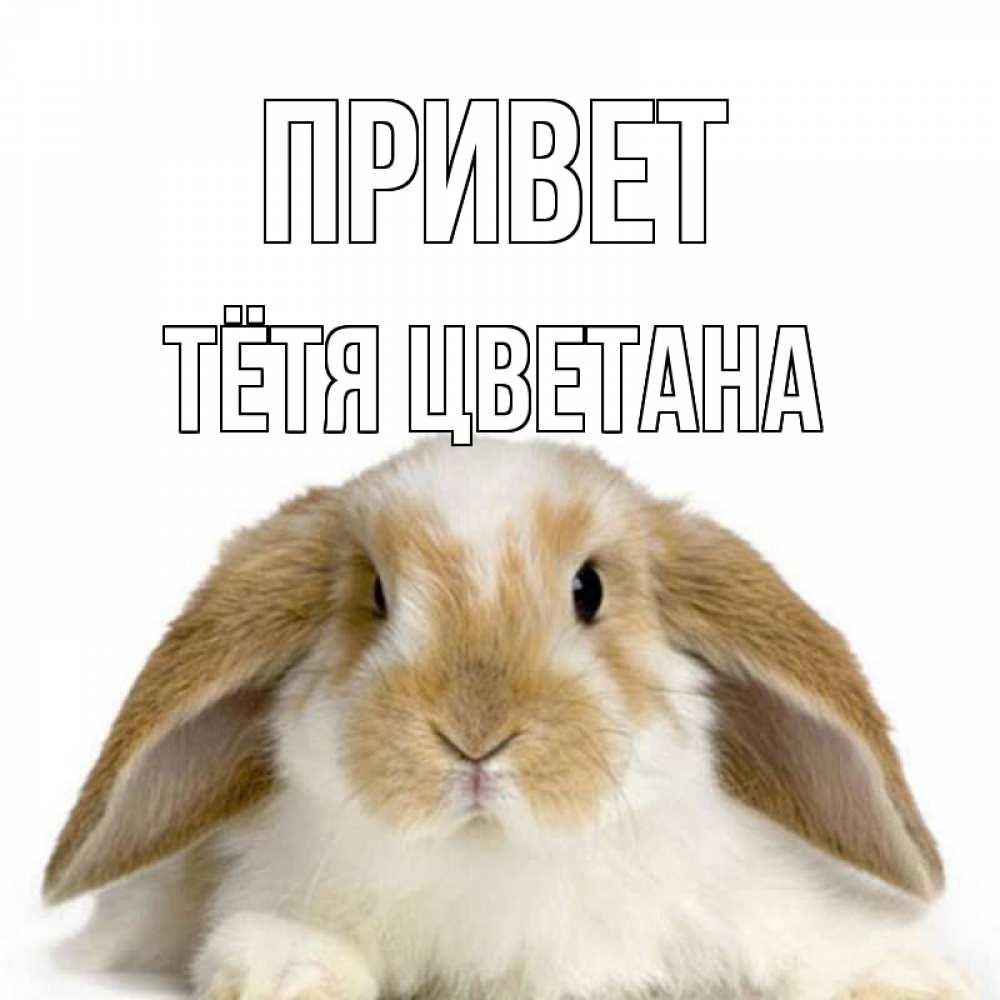 Открытка на каждый день с именем, Тётя-Цветана Привет с животными Прикольная открытка с пожеланием онлайн скачать бесплатно 