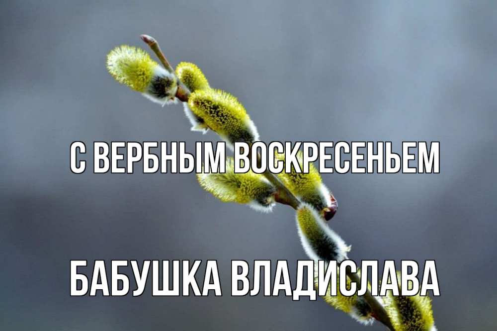 Открытка на каждый день с именем, Бабушка-Владислава С вербным воскресеньем верба Прикольная открытка с пожеланием онлайн скачать бесплатно 