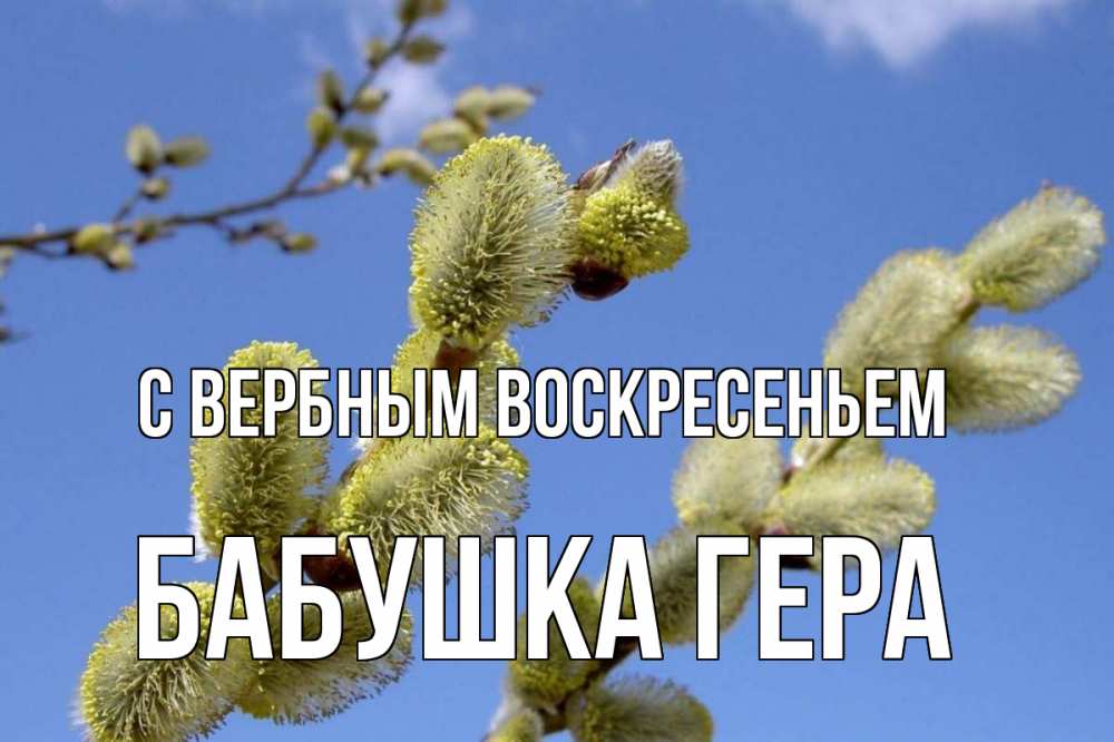 Открытка на каждый день с именем, Бабушка-Гера С вербным воскресеньем верба Прикольная открытка с пожеланием онлайн скачать бесплатно 