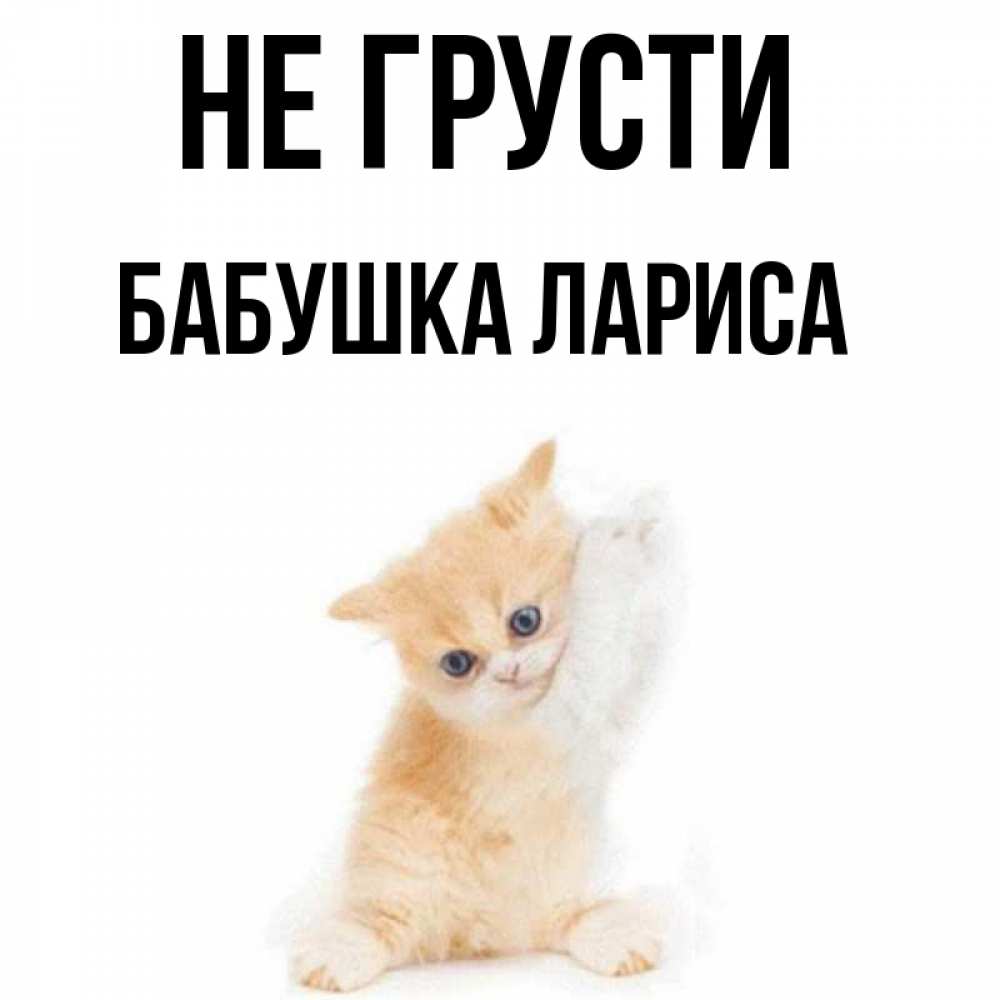 Открытка на каждый день с именем, Бабушка-Лариса Не грусти просящий кот Прикольная открытка с пожеланием онлайн скачать бесплатно 