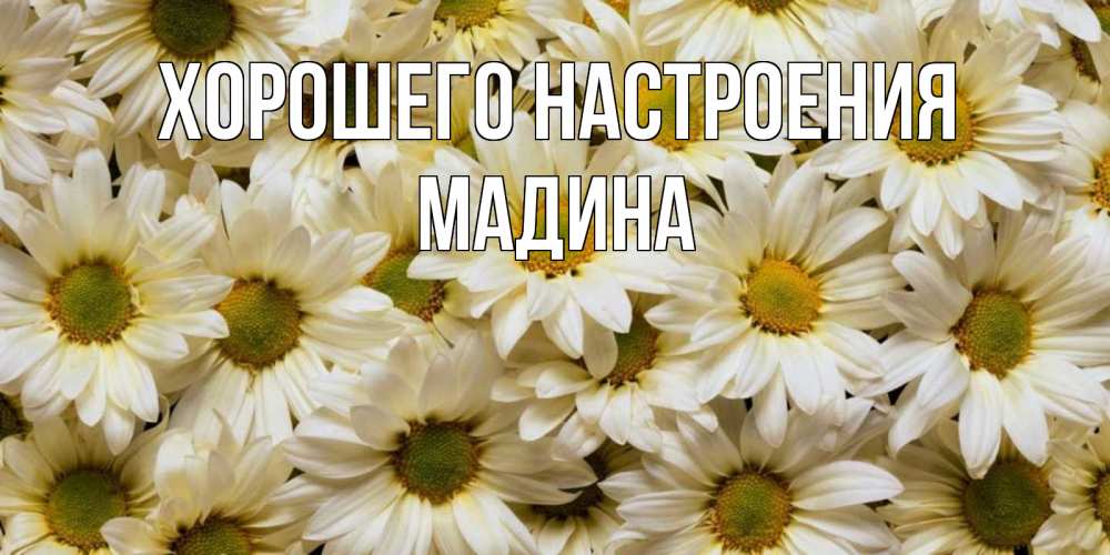 Открытка на каждый день с именем, Мадина Хорошего настроения крупные ромашки Прикольная открытка с пожеланием онлайн скачать бесплатно 