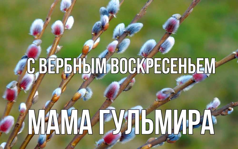 Открытка на каждый день с именем, Мама-Гульмира С вербным воскресеньем верба Прикольная открытка с пожеланием онлайн скачать бесплатно 