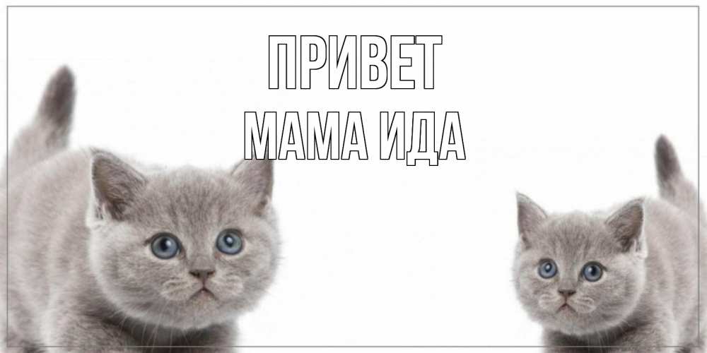 Открытка на каждый день с именем, Мама-Ида Привет коты Прикольная открытка с пожеланием онлайн скачать бесплатно 