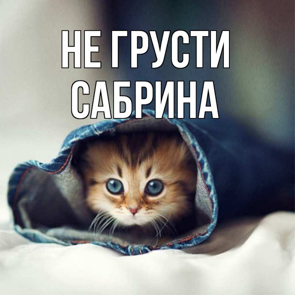 Открытка на каждый день с именем, Сабрина Не грусти кот в одежде Прикольная открытка с пожеланием онлайн скачать бесплатно 