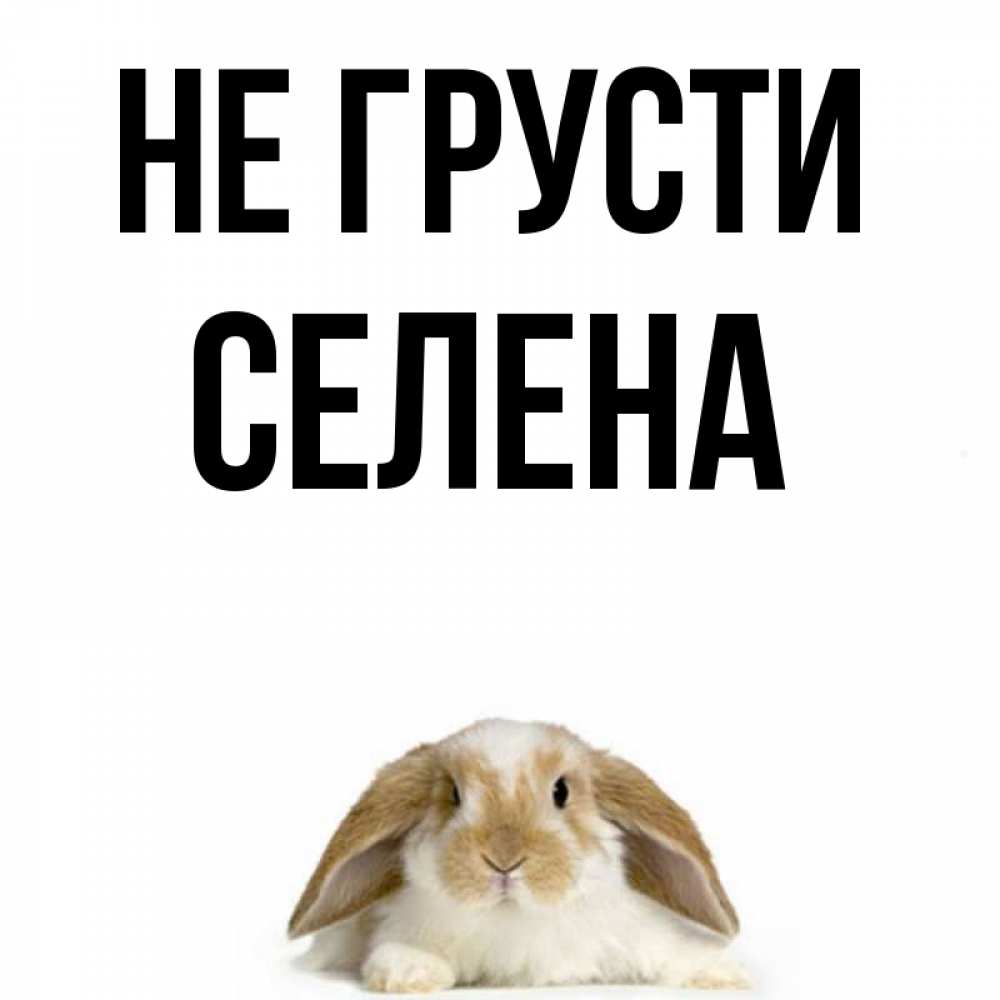 Открытка на каждый день с именем, Селена Не грусти коричнево белый заяц с большими ушками Прикольная открытка с пожеланием онлайн скачать бесплатно 