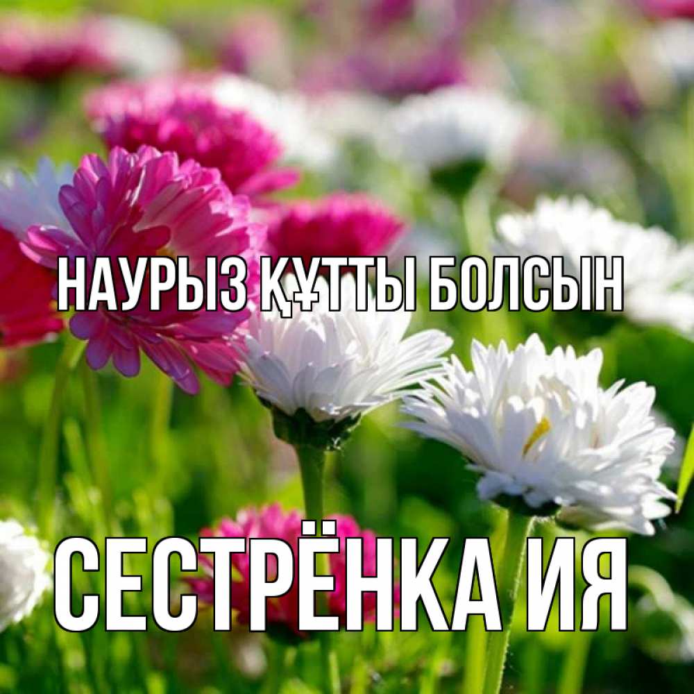 Открытка на каждый день с именем, Сестрёнка-Ия Наурыз құтты болсын наурыз Прикольная открытка с пожеланием онлайн скачать бесплатно 