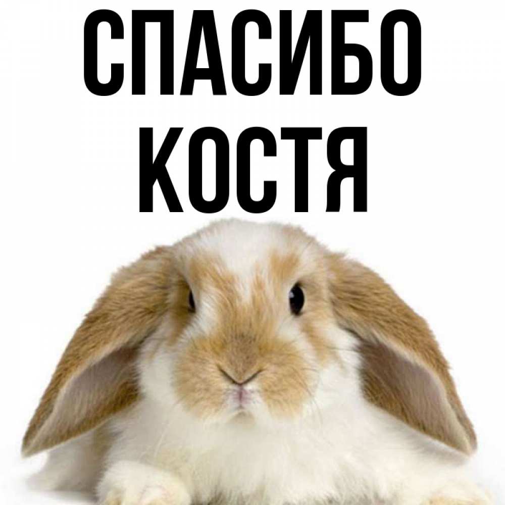 Картинки по имени костя