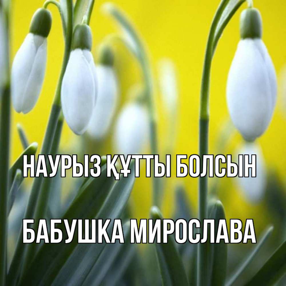 Открытка на каждый день с именем, Бабушка-Мирослава Наурыз құтты болсын весенние цветы Прикольная открытка с пожеланием онлайн скачать бесплатно 