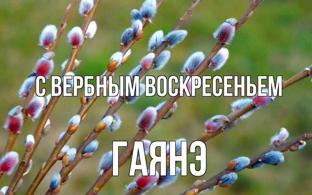 Открытка на каждый день с именем, Гаянэ С вербным воскресеньем верба Прикольная открытка с пожеланием онлайн скачать бесплатно 
