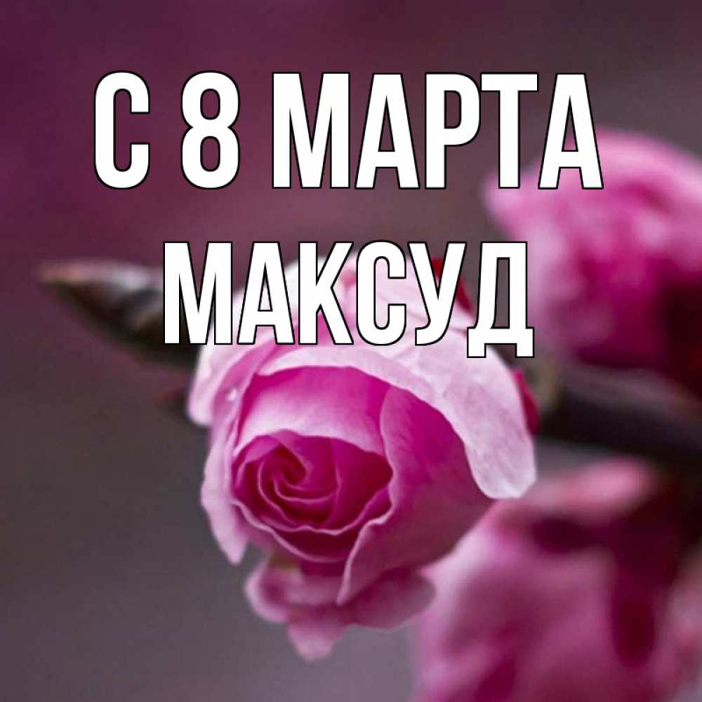 Открытка на каждый день с именем, Максуд С 8 МАРТА весна Прикольная открытка с пожеланием онлайн скачать бесплатно 