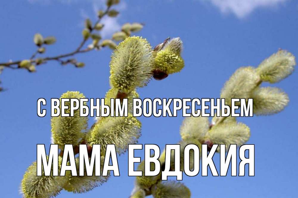 Открытка на каждый день с именем, Мама-Евдокия С вербным воскресеньем верба Прикольная открытка с пожеланием онлайн скачать бесплатно 