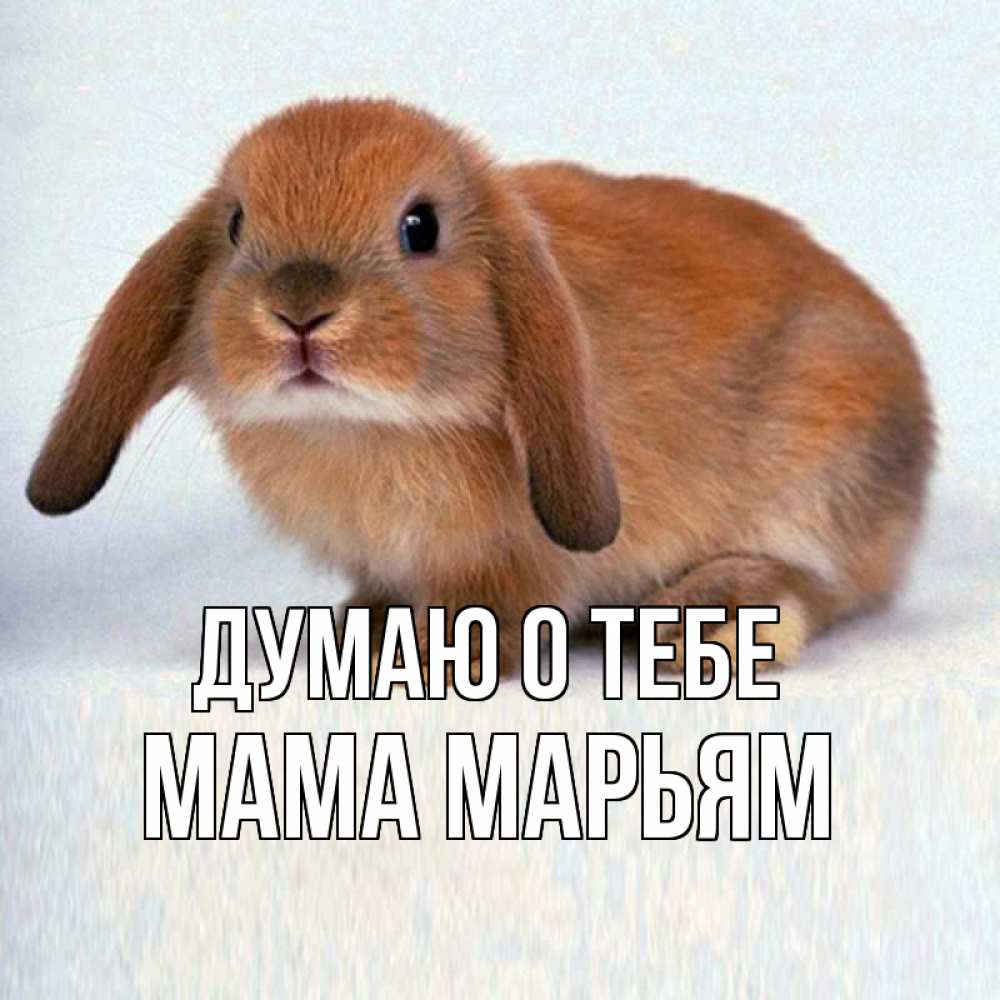 Открытка на каждый день с именем, Мама-Марьям Думаю о тебе кроль коричневый Прикольная открытка с пожеланием онлайн скачать бесплатно 