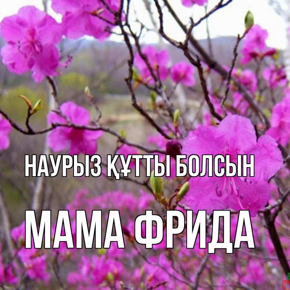 Открытка на каждый день с именем, Мама-Фрида Наурыз құтты болсын наурыз мейрамы кутты болсын Прикольная открытка с пожеланием онлайн скачать бесплатно 