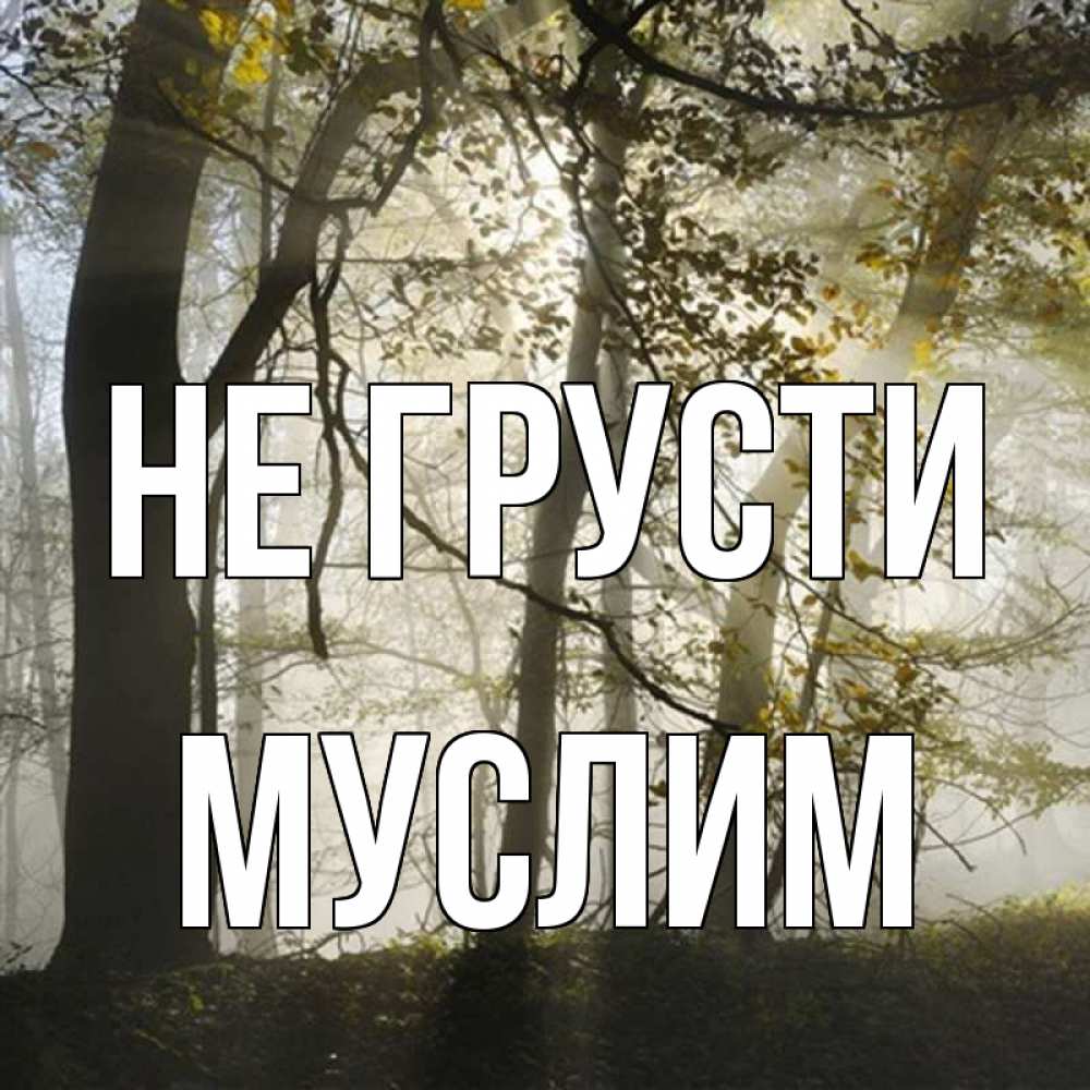 Открытка на каждый день с именем, Муслим Не грусти лес и свет Прикольная открытка с пожеланием онлайн скачать бесплатно 