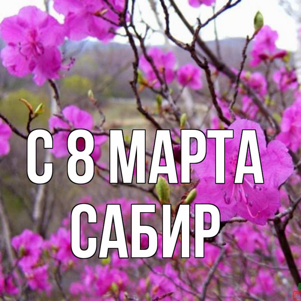 Открытка на каждый день с именем, Сабир С 8 МАРТА международный женский день Прикольная открытка с пожеланием онлайн скачать бесплатно 