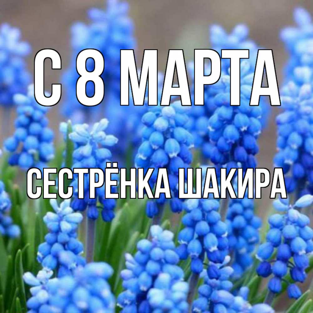 Открытка на каждый день с именем, Сестрёнка-Шакира С 8 МАРТА Поздравительная открытка для женщин с цветами на праздничную дату Прикольная открытка с пожеланием онлайн скачать бесплатно 