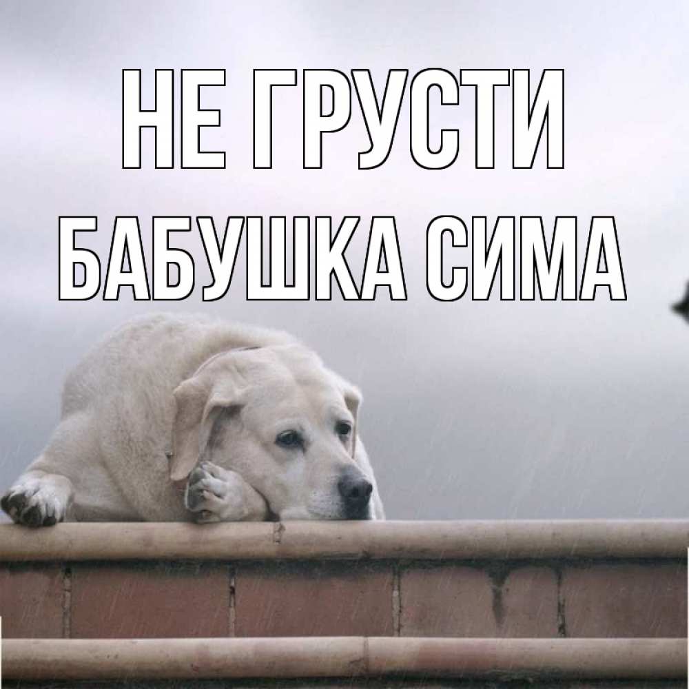 Открытка на каждый день с именем, Бабушка-Сима Не грусти белый пес 1 Прикольная открытка с пожеланием онлайн скачать бесплатно 