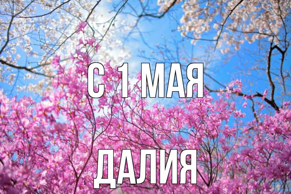 Открытка на каждый день с именем, Далия С 1 мая С 1 мая Прикольная открытка с пожеланием онлайн скачать бесплатно 