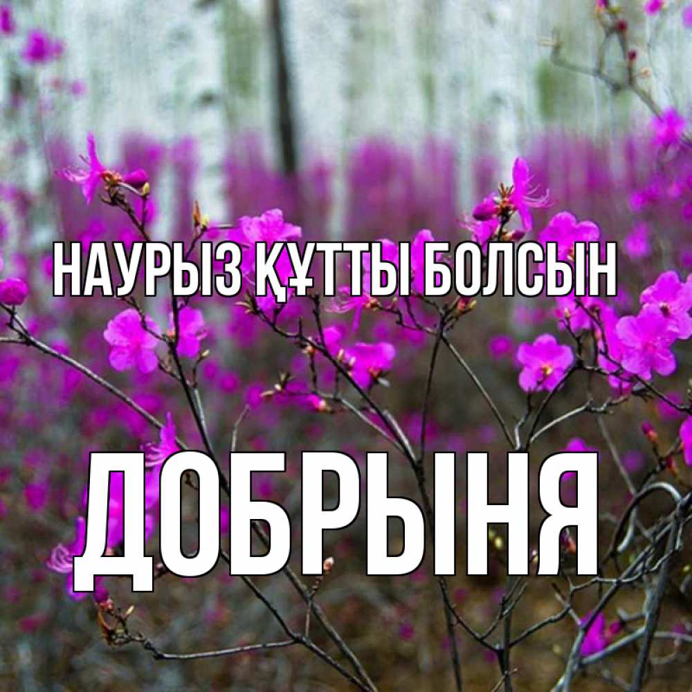 Открытка на каждый день с именем, Добрыня Наурыз құтты болсын дикие цветы Прикольная открытка с пожеланием онлайн скачать бесплатно 