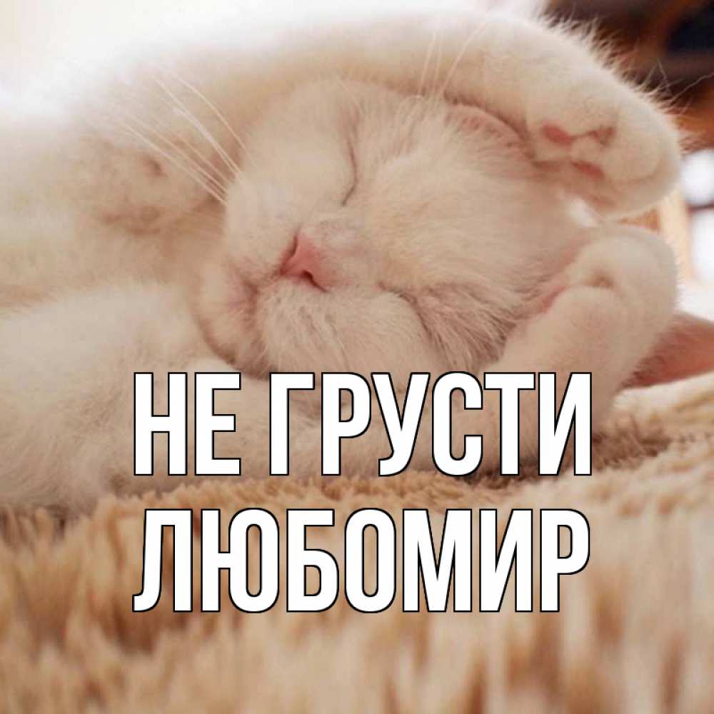 Открытка на каждый день с именем, Любомир Не грусти белый кот Прикольная открытка с пожеланием онлайн скачать бесплатно 