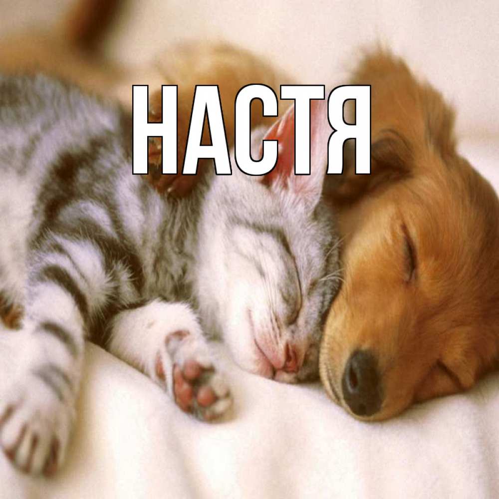 Открытка на каждый день с именем, Настя Главная пес и котенок Прикольная открытка с пожеланием онлайн скачать бесплатно 
