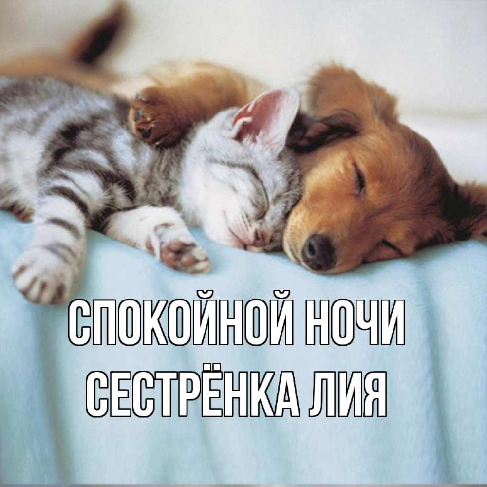 Открытка на каждый день с именем, Сестрёнка-Лия Спокойной ночи с животными Прикольная открытка с пожеланием онлайн скачать бесплатно 