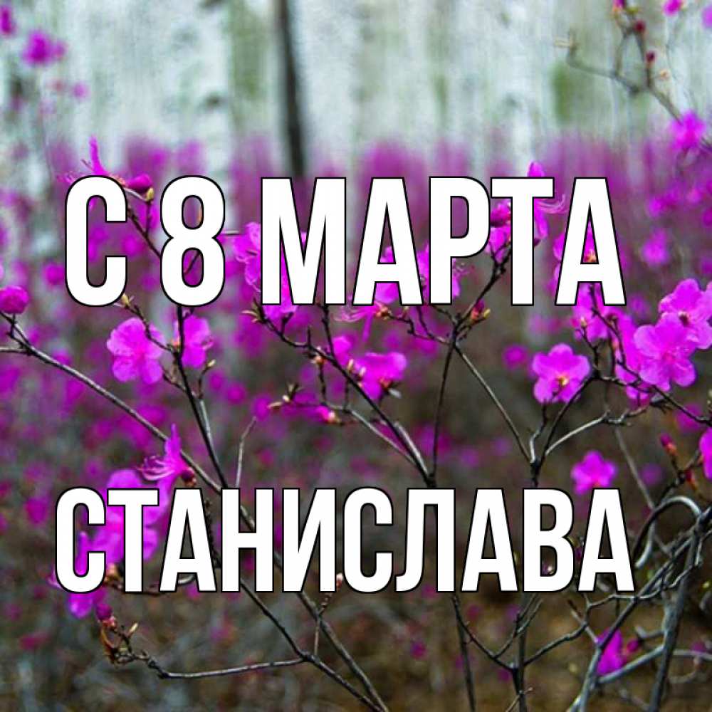 Открытка на каждый день с именем, Станислава С 8 МАРТА дикие цветы Прикольная открытка с пожеланием онлайн скачать бесплатно 