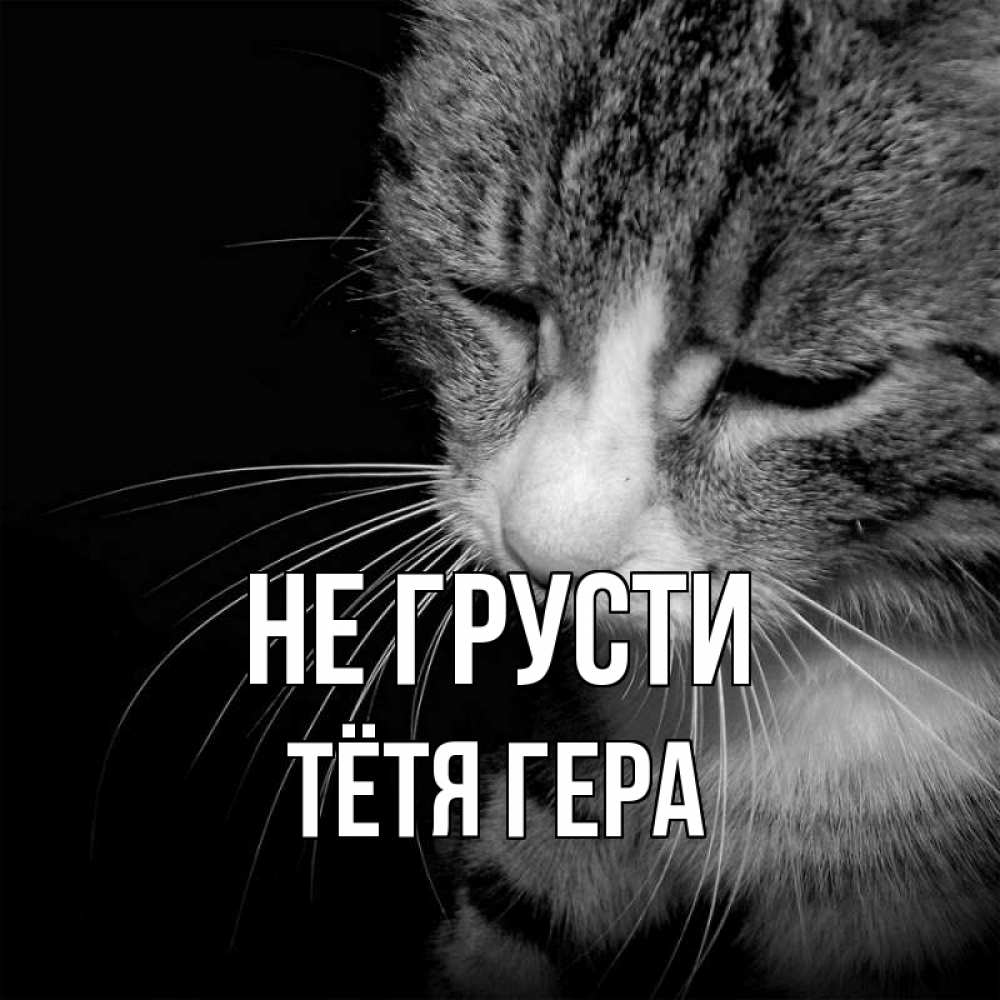 Открытка на каждый день с именем, Тётя-Гера Не грусти грустный котик Прикольная открытка с пожеланием онлайн скачать бесплатно 