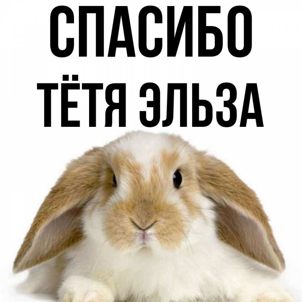 Открытка на каждый день с именем, Тётя-Эльза Спасибо коричнево белый заяц Прикольная открытка с пожеланием онлайн скачать бесплатно 