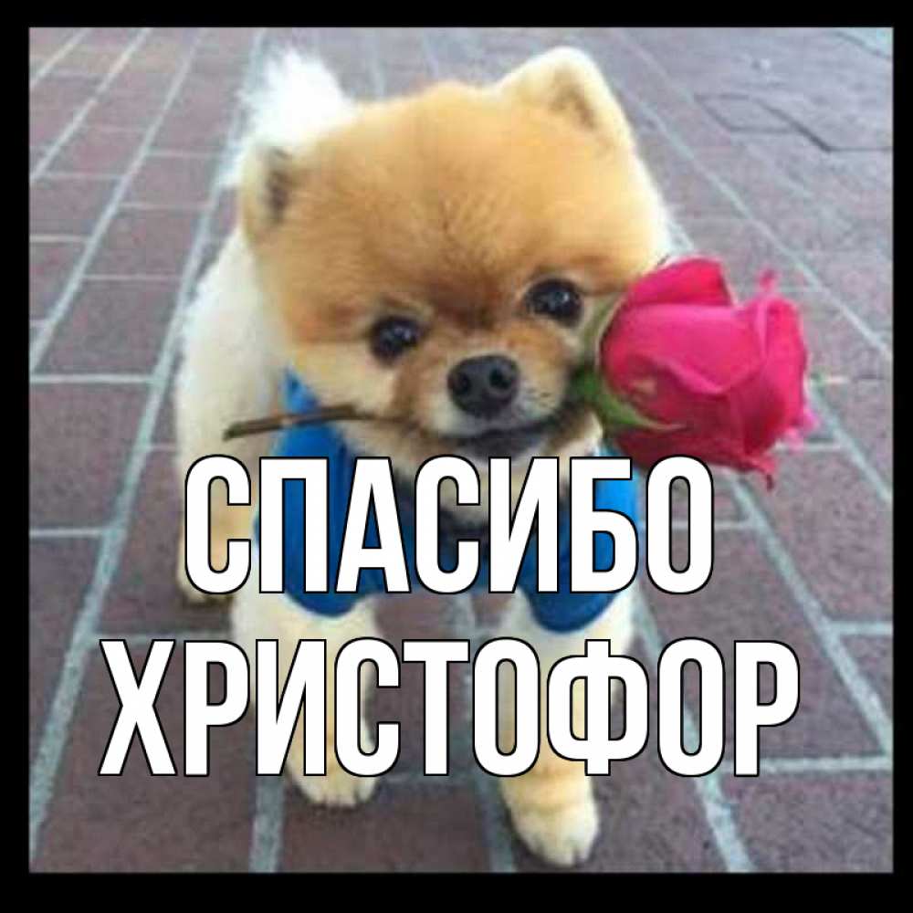 Открытка на каждый день с именем, Христофор Спасибо спасибо и дарю тебе цветок Прикольная открытка с пожеланием онлайн скачать бесплатно 