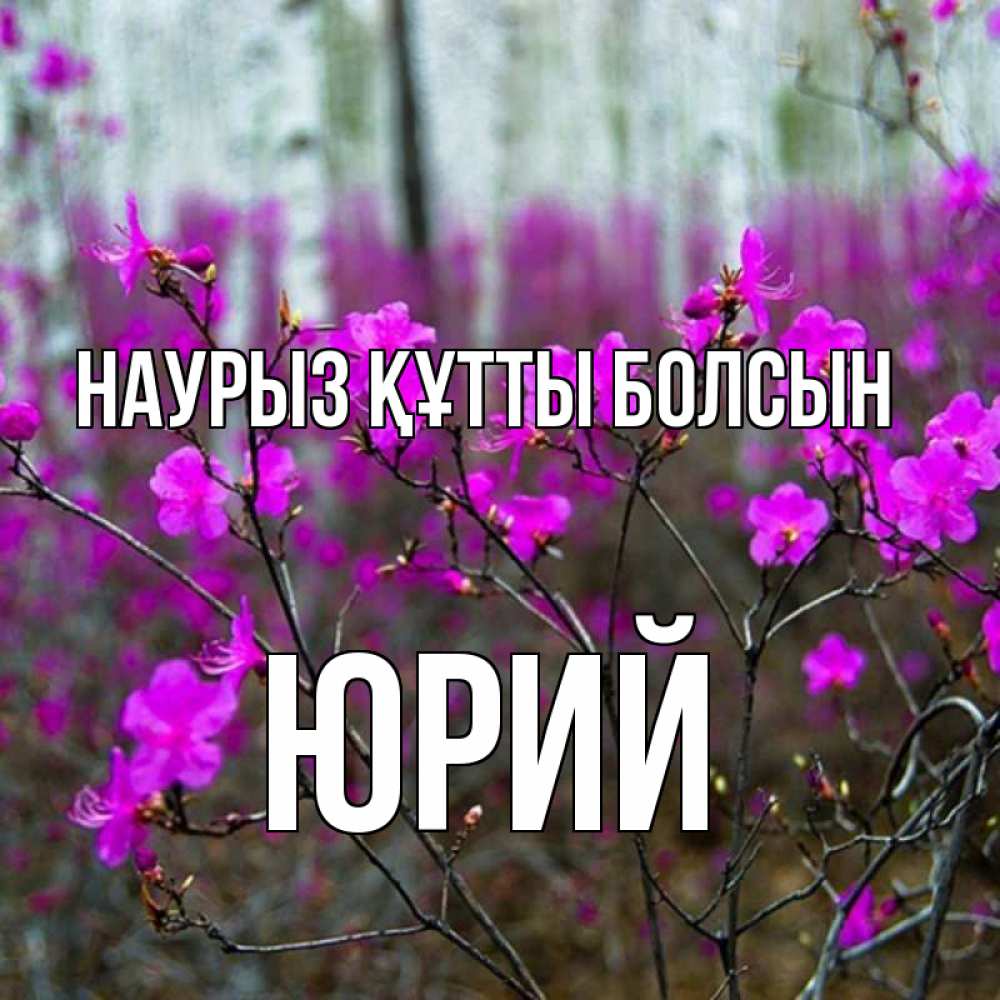 Открытка на каждый день с именем, Юрий Наурыз құтты болсын дикие цветы Прикольная открытка с пожеланием онлайн скачать бесплатно 