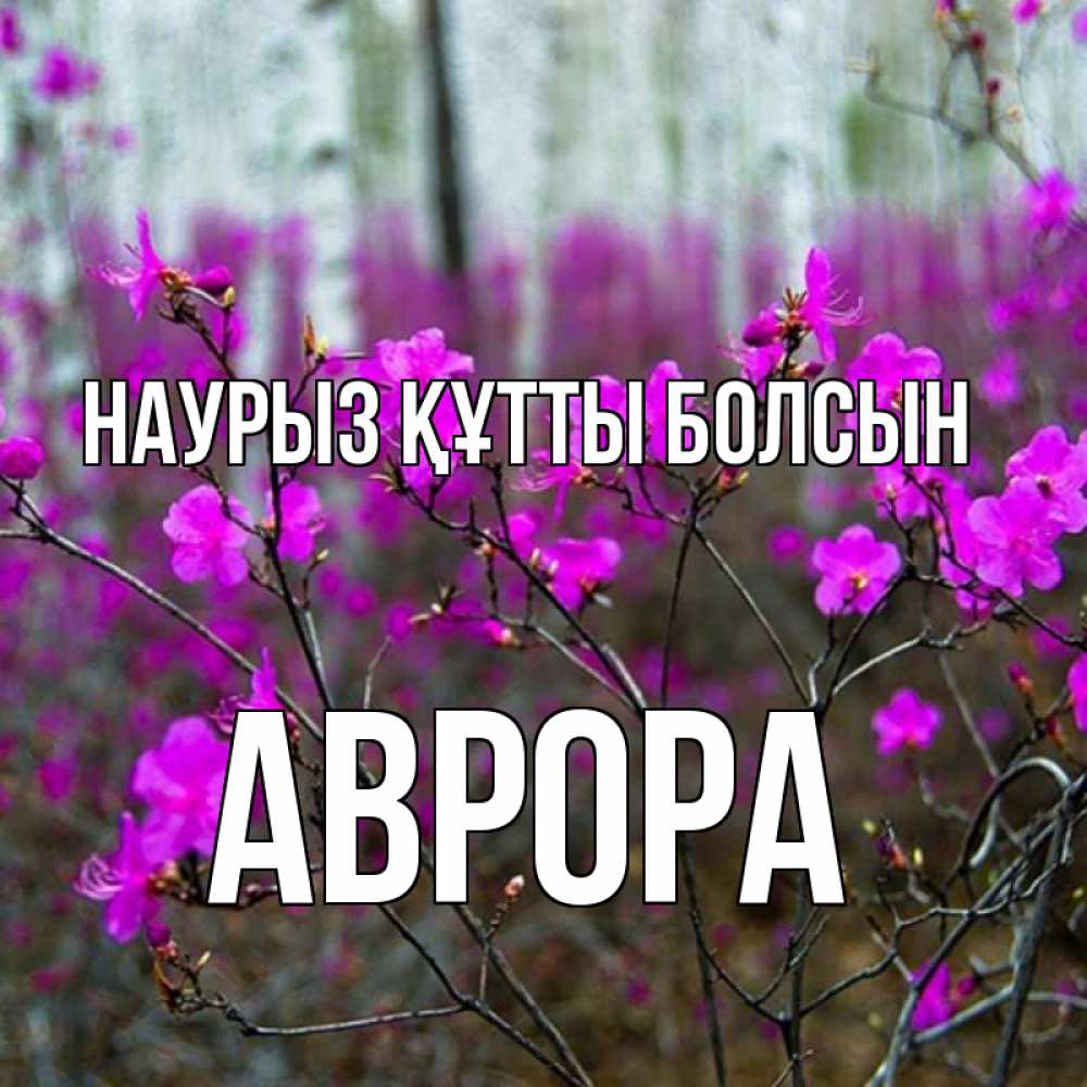 Открытка на каждый день с именем, Аврора Наурыз құтты болсын дикие цветы Прикольная открытка с пожеланием онлайн скачать бесплатно 